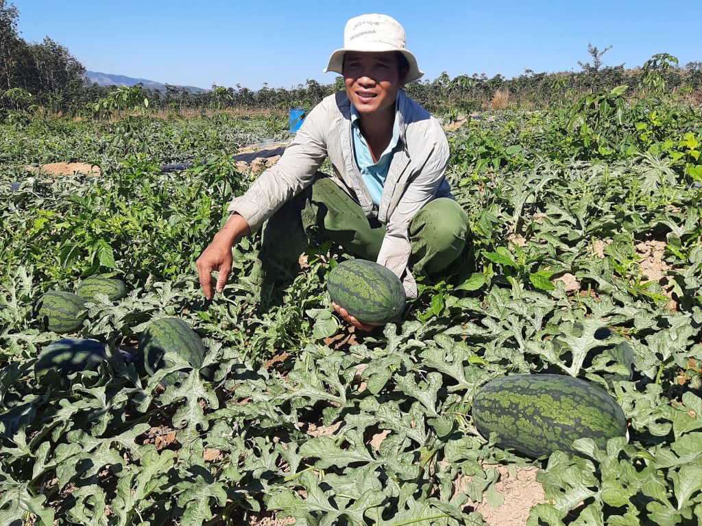 Nông dân trên ruộng dưa hấu