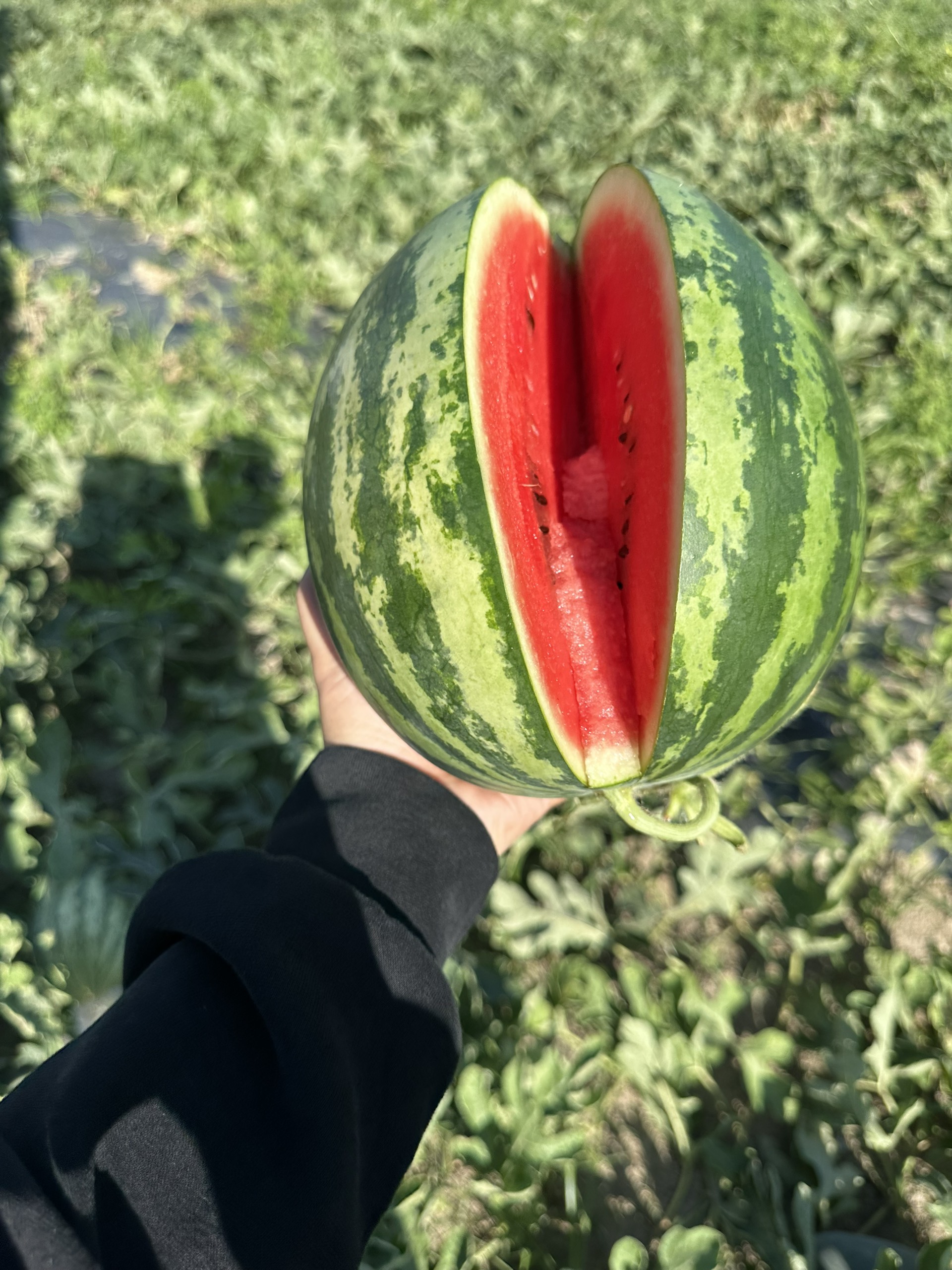 Dưa Hấu Giống Nhật